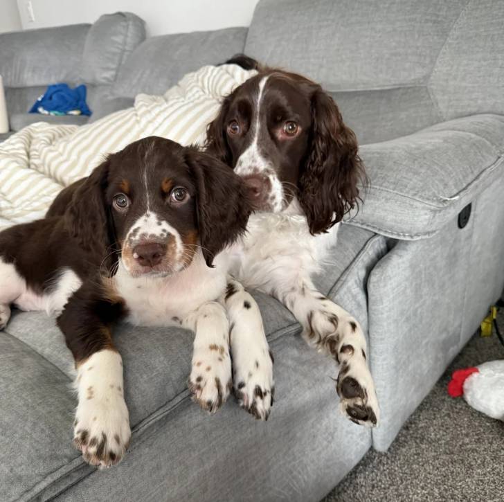 Deux Springer Anglais allongé sur un canapé et regardant tous deux la caméra 