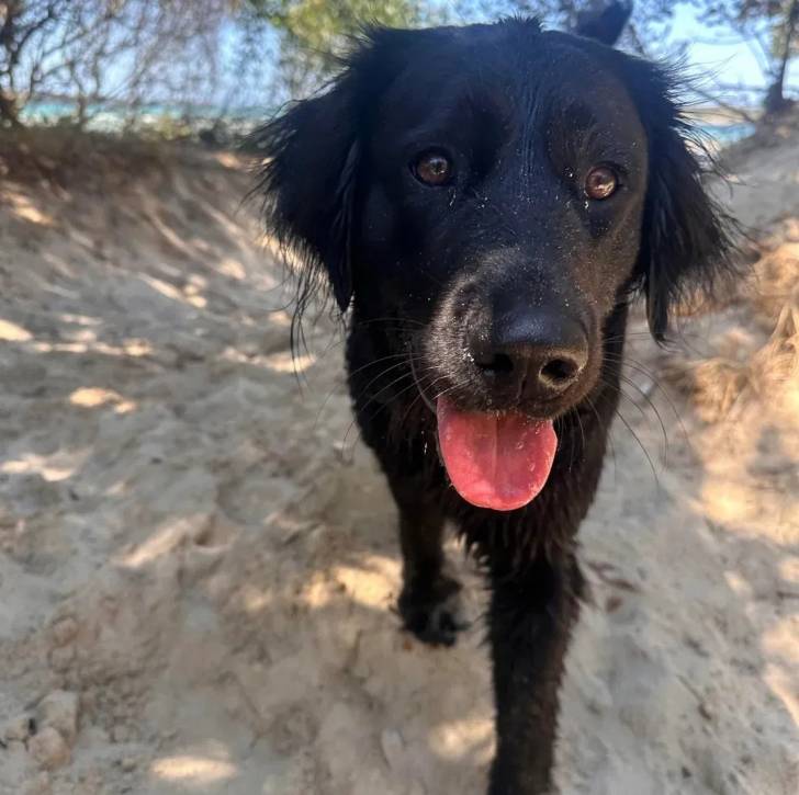 Un Springer Anglais tirant la langue et marchant sur une surface sableuse 