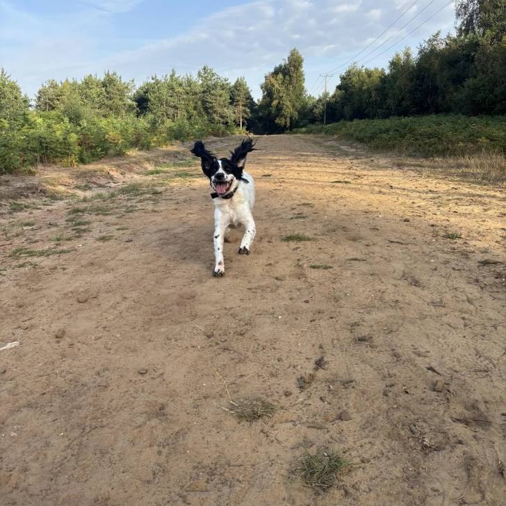 Un Springer Anglais courant sur une surface sableuse et portant un collier autour du cou