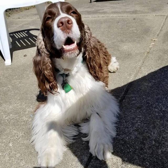 Un Springer Anglais allongé sur une surface bétonnée et portant un collier autour du cou