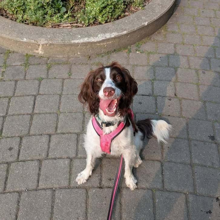 Un Springer Anglais assis sur un sol pavé et qui est tenu en laisse 