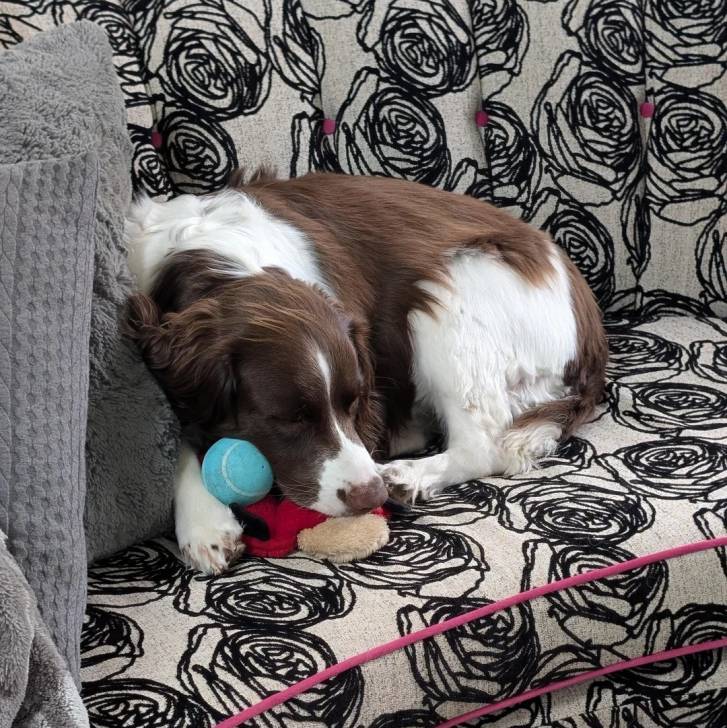 Un Springer Anglais allongé sur un canapé et semblant dormir 