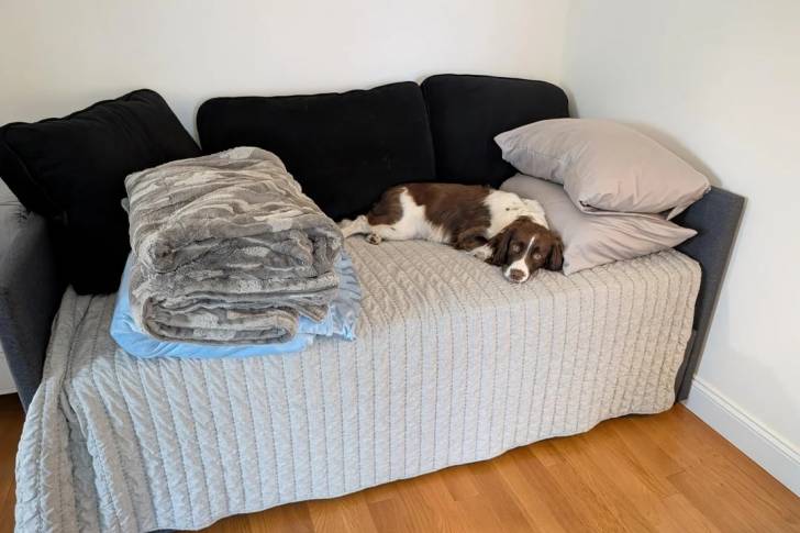 Un Springer Anglais allongé sur un canapé et semblant détendu 