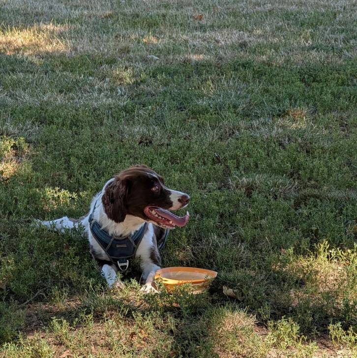 Un Springer Anglais allongé sur un terrain herbeux et portant un harnais 