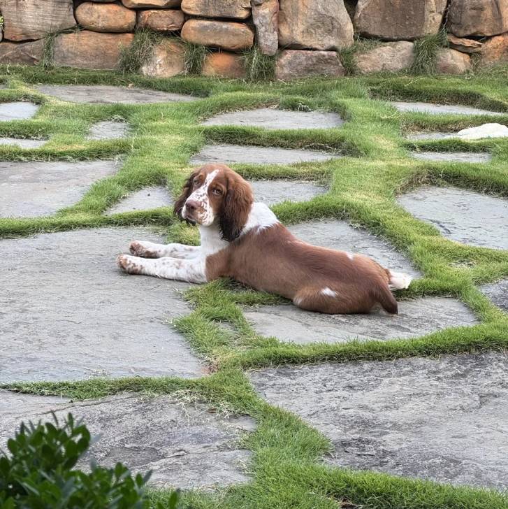 Un Springer Anglais allongé et semblant détendu 