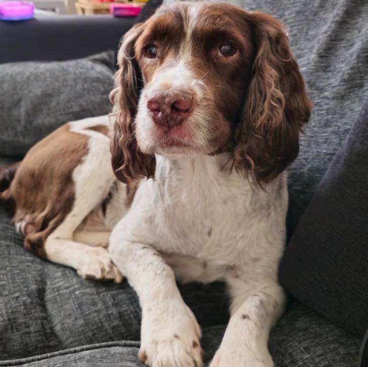 Un Springer Anglais allongé sur un canapé et semblant détendu 