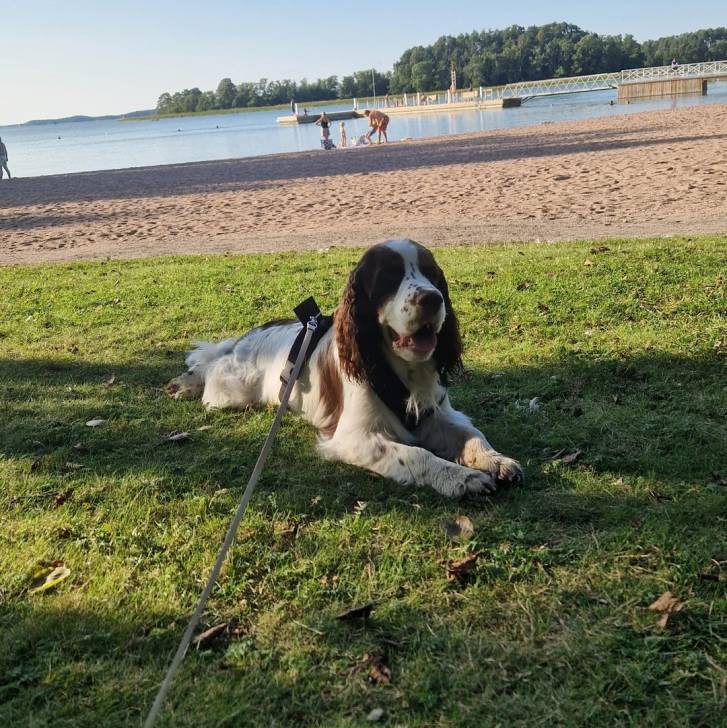 Un Springer Anglais allongé sur une surface herbacée et qui est tenu en laisse 
