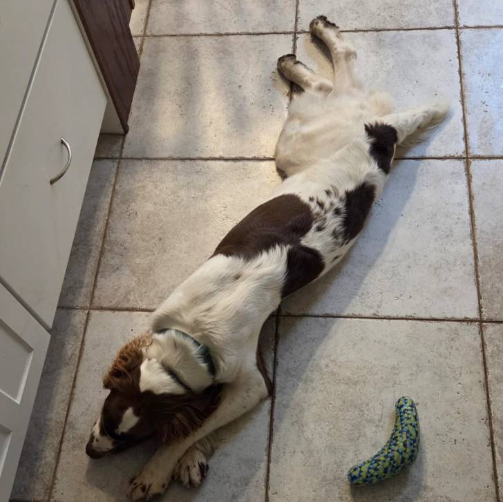 Un Springer Anglais allongé sur un sol carrelé et portant un collier autour du cou