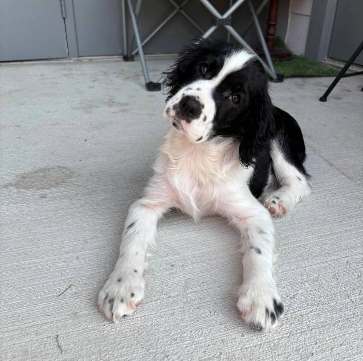 Un Springer Anglais allongé sur une surface bétonnée et semblant détendu 