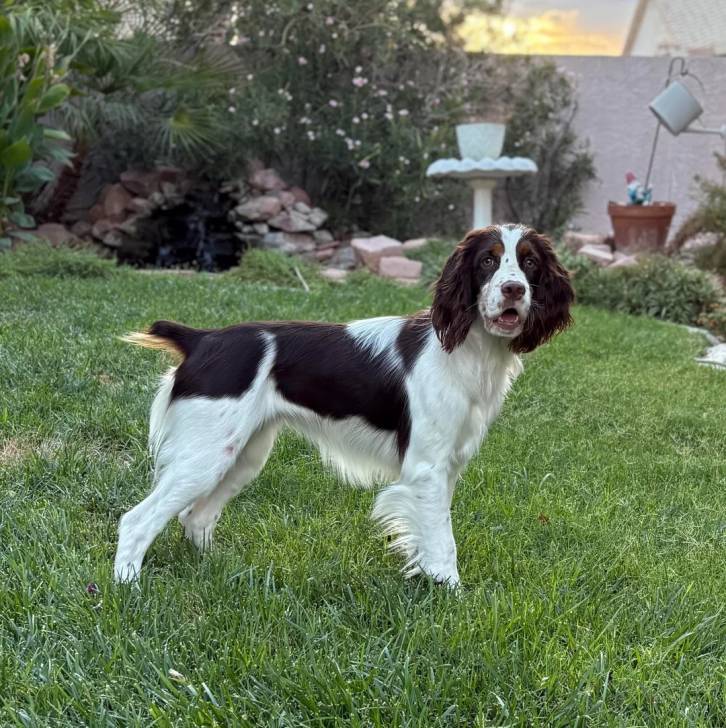 Un Springer Anglais sur une surface herbacée et semblant détendu 