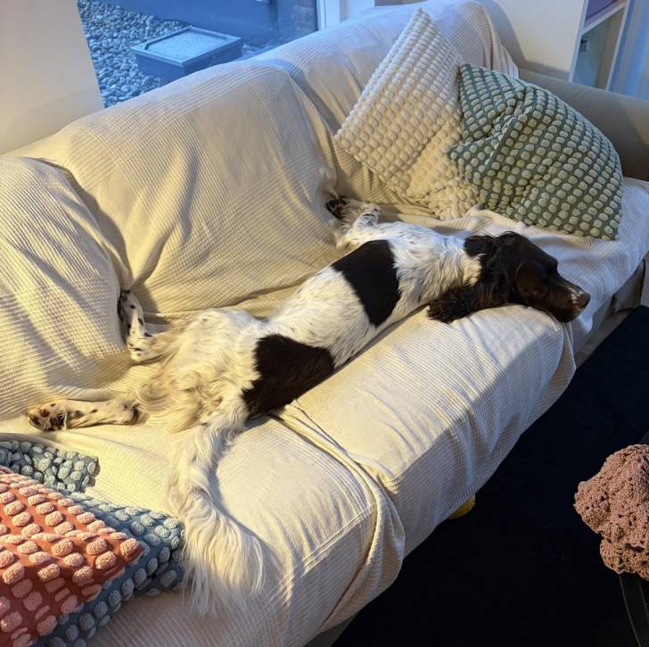 Un Springer Anglais allongé sur un canapé et smblant détendu 