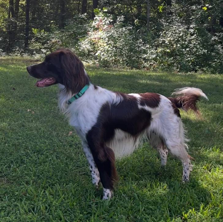 Un Springer Anglais sur une surface gazonnée et portant un collier autour du cou