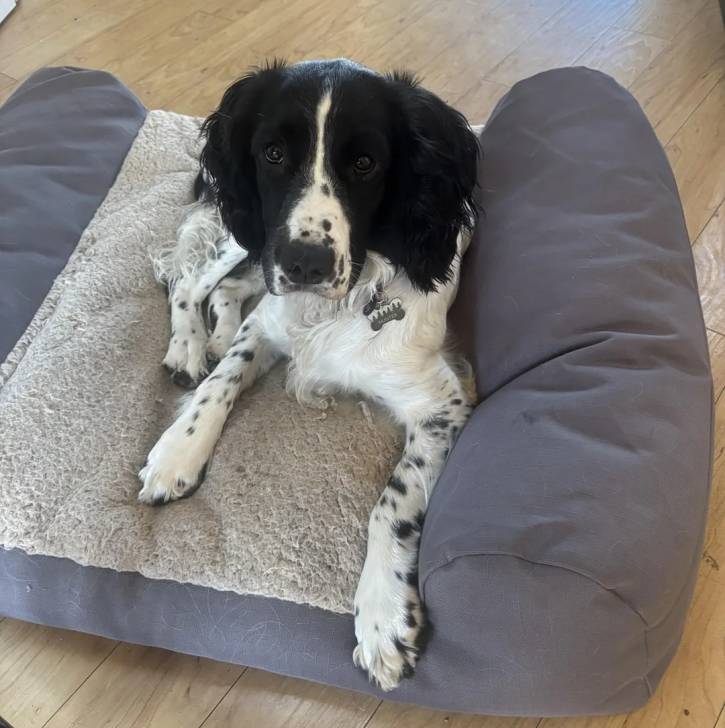 Un Springer Anglais allongé dans un panier et portant un collier autour du cou