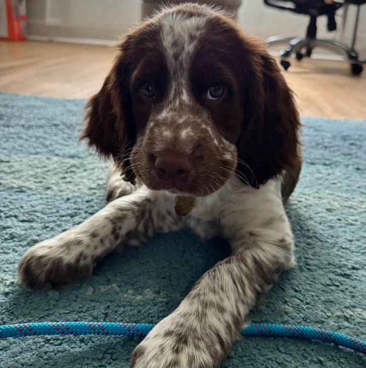 Un Springer Anglais allongé sur une moquette et portant un collier autour du cou