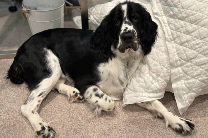 Un Springer Anglais allongé sur et semblant détendu 