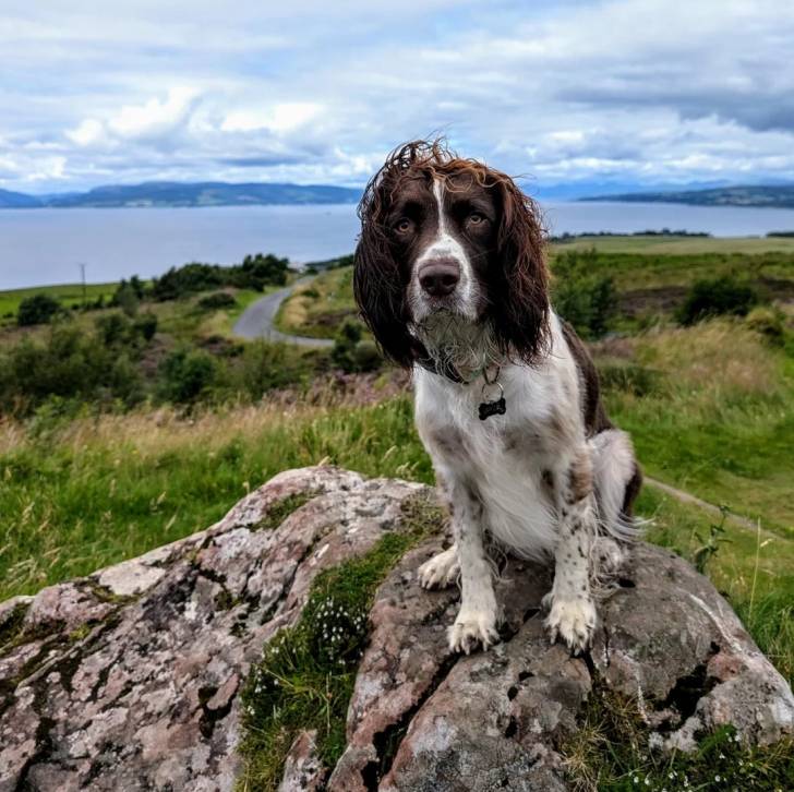 Un Springer Anglais assis sur un rocher et portant un collier autour du cou