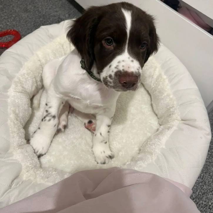 Un chiot Springer Anglais assis dans un panier et portant un collier autour du cou