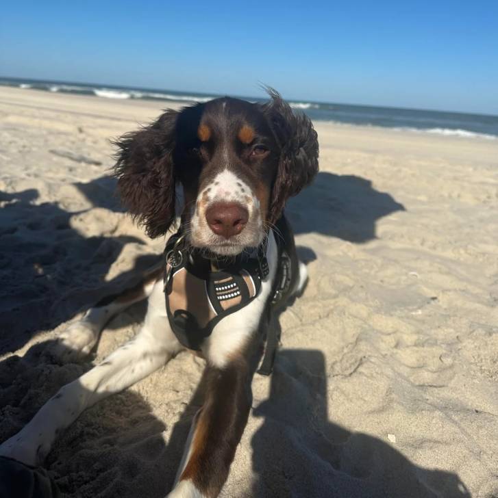 Un Springer Anglais allongé sur une surface sableuse et portant un harnais 