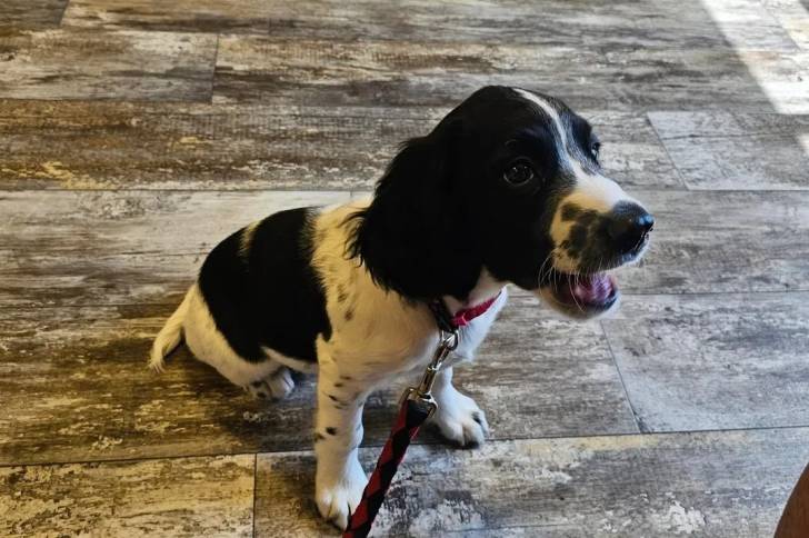 Un Springer Anglais assis sur un plancher et qui est tenu en laisse 