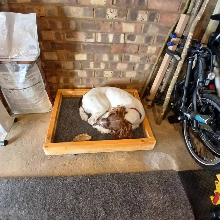 Un Springer Anglais allongé et portant un collier autour du cou