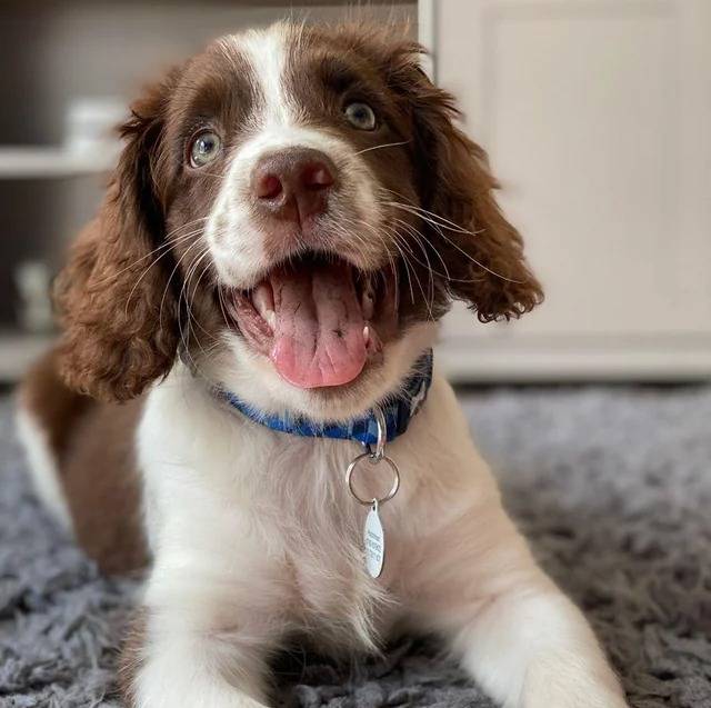 Un Springer Anglais allongé sur une moquette et portant un collier autour du cou