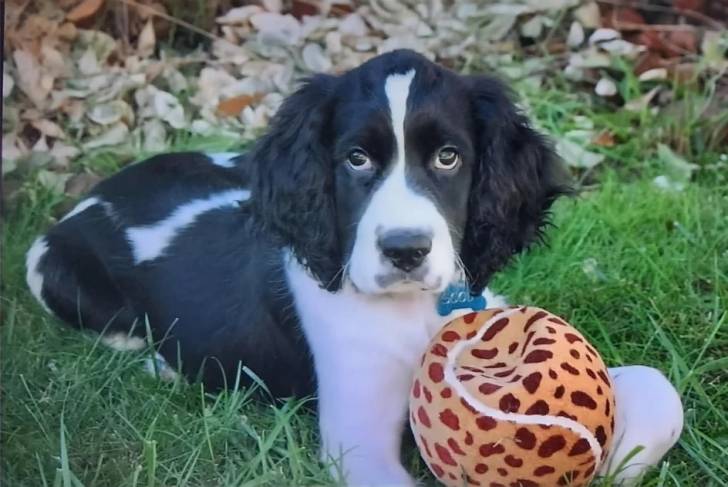 Un Springer Anglais allongé sur une surface gazonnée et portant un collier autour du cou
