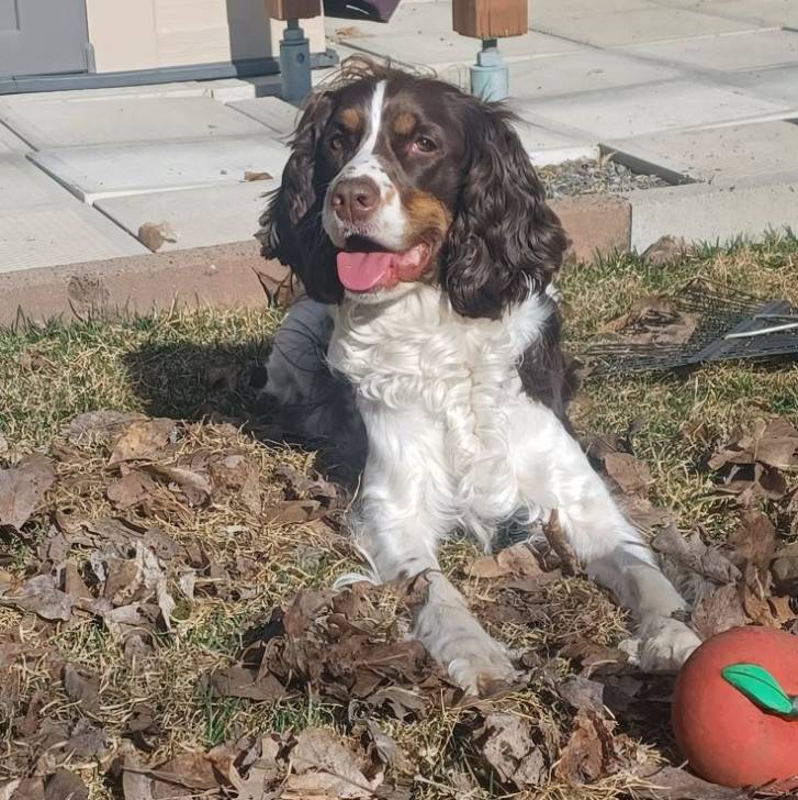 Un Springer Anglais allongé sur un terrain herbeux et tirant la langue 