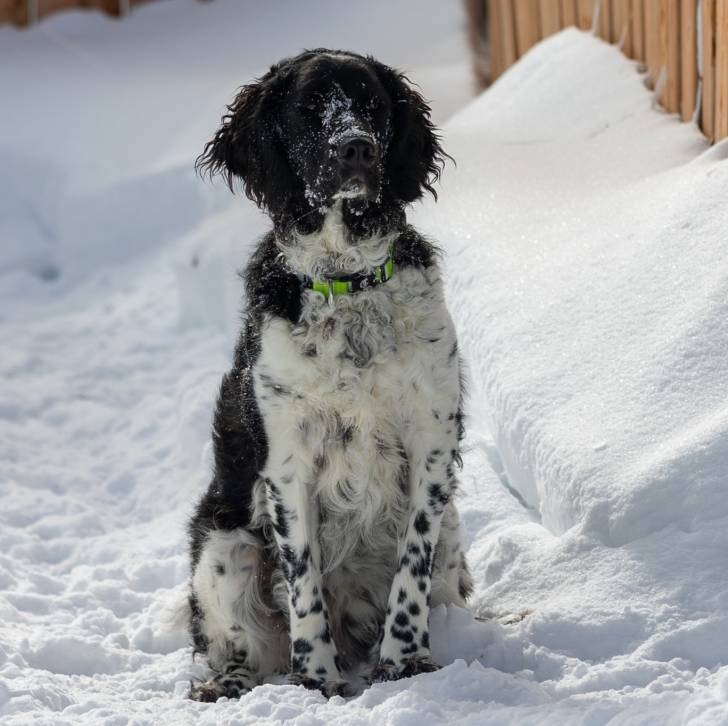 Un Springer Anglais assis sur une surface enneigée et portant un collier autour du cou