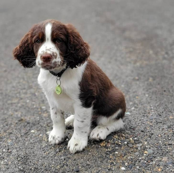 Un Springer Anglais assis sur une surface bitumée et portant un collier autour du cou
