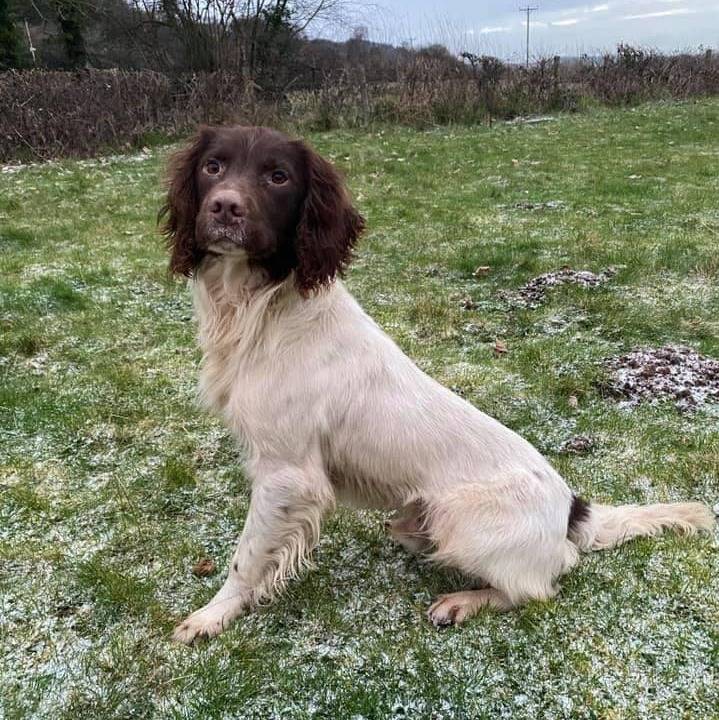 Un Springer Anglais assis sur une surface herbacée 