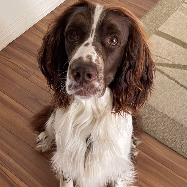 Un Springer Anglais assis sur un plancher et semblant détendu
