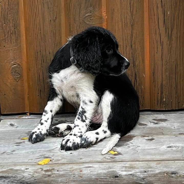 Un Springer Anglais assis sur un plancher et portant un collier autour du cou