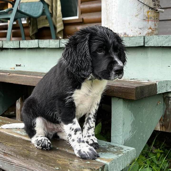 Un Springer Anglais assis sur un banc en bois et portant un collier autour du cou