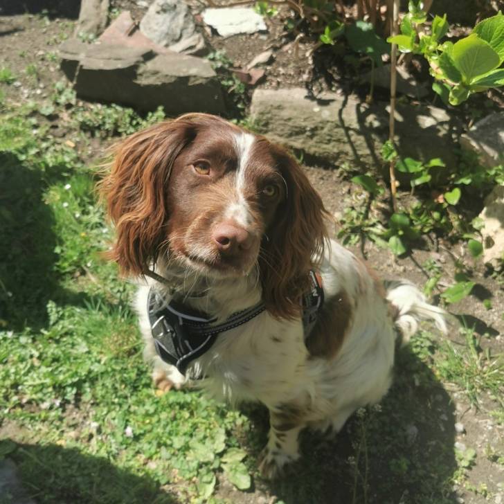 Un Springer Anglais assis sur une surface herbacée et portant un harnais 