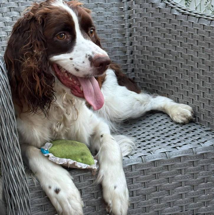 Un Springer Anglais allongé et ayant la langue pendante 