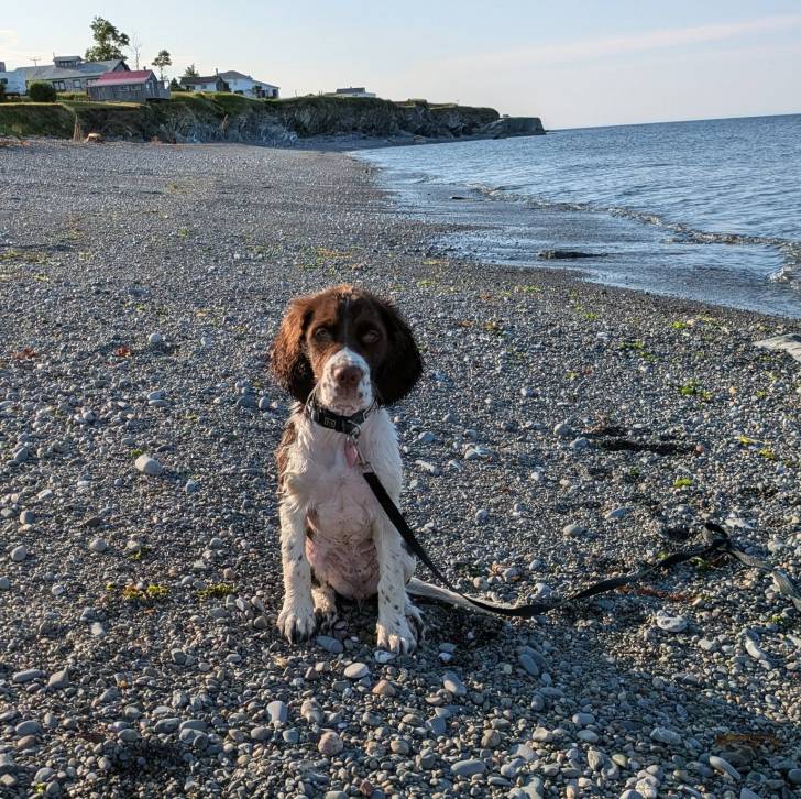 Un Springer Anglais assis sur une berge et qui est tenu en laisse 