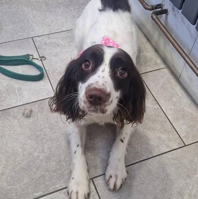 Un Springer Anglais allongé sur un sol carrelé 