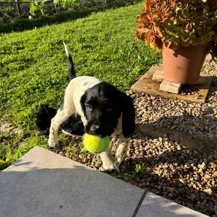 Un Springer Anglais sur des gravillons et qui est tenu en laisse 