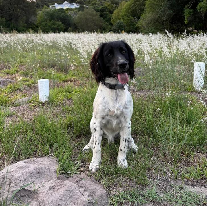 Un Springer Anglais ayant la langue pendante et portant un collier autour du cou