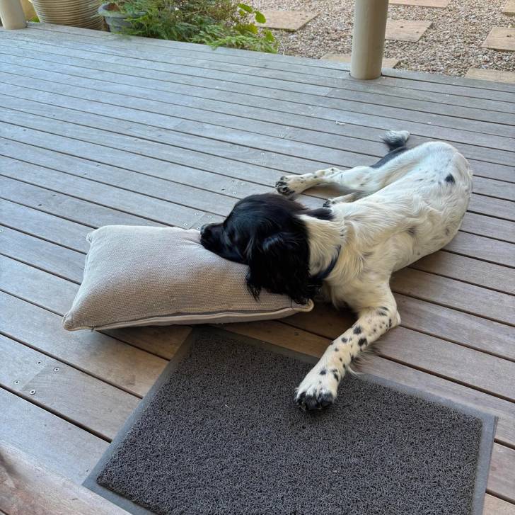 Un Springer Anglais allongé sur une terrasse et portant un collier autour du cou