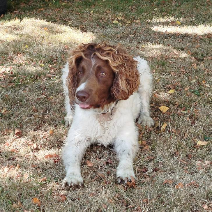 Un Springer Anglais allongé sur une surface herbacée et semblant détendu 