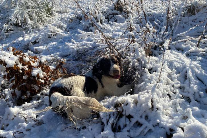 Un Springer Anglais allongé sur une surface enneigée et regardant vers la caméra 