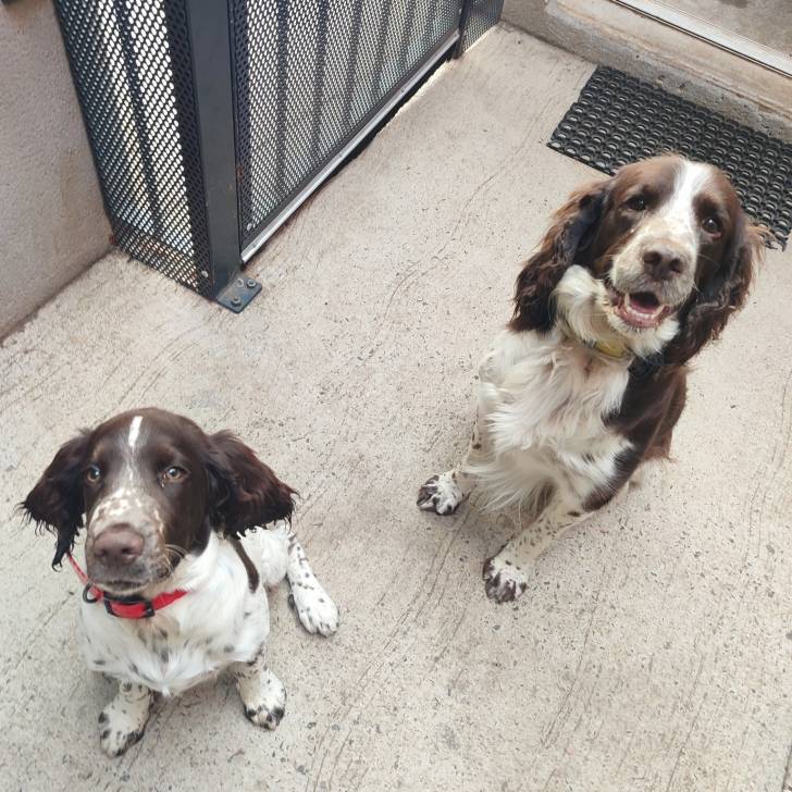 Deux Springer Anglais assis sur un surface bétonnée et portant tous deux un collier autour de leurs cous 