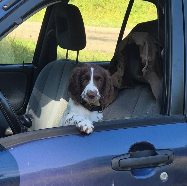 Un Springer Anglais dans une voiture et portant un collier autour du cou