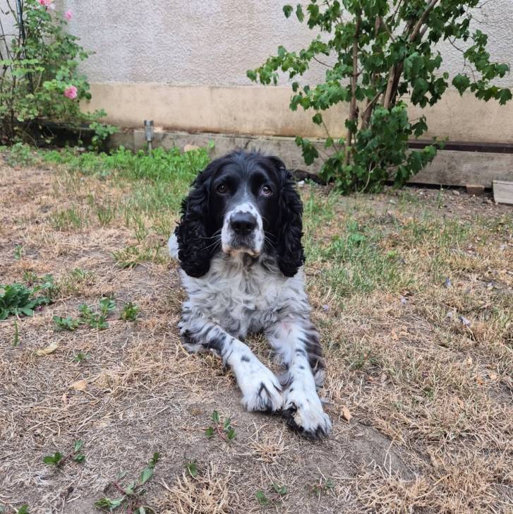 Un Springer Anglais allongé sur une surface herbacée et semblant détendu 