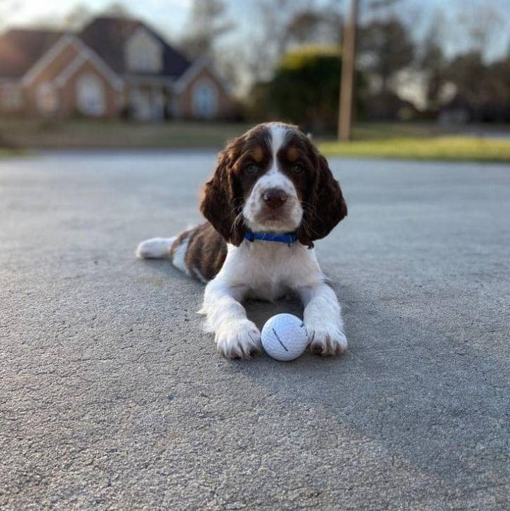 Un Springer Anglais allongé sur une surface bétonnée et portant un collier autour du cou