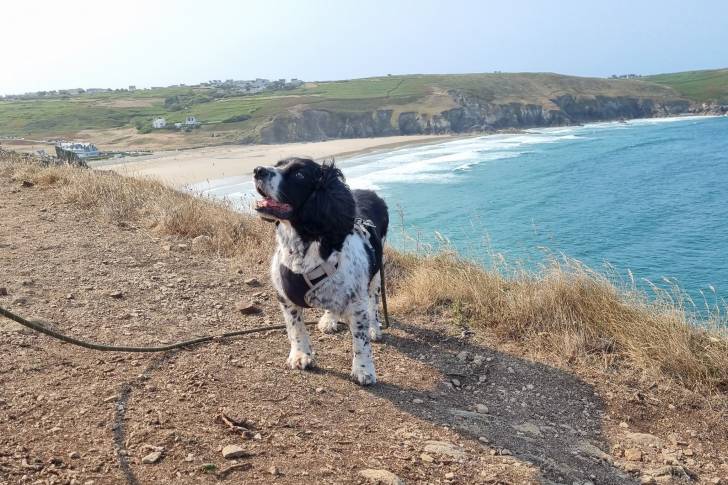 Un Springer Anglais sur une berge et qui est tenu en laisse 