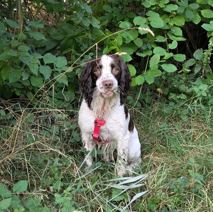 Un Springer Anglais assis sur une surface herbacée et portant un harnais 
