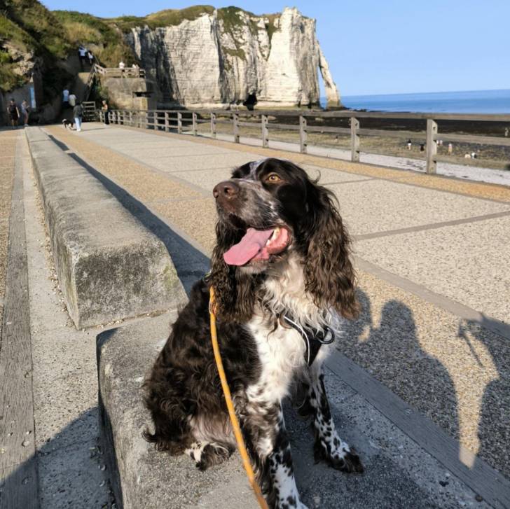 Un Springer Anglais sur une surface bétonnée et qui est tenu en laisse 