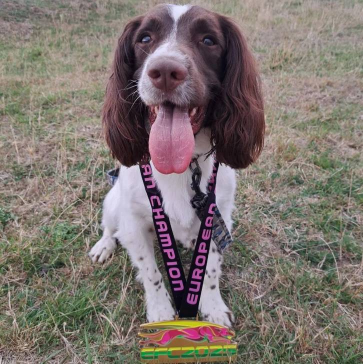 Un Springer Anglais ayant la langue pendante et portant un collier autour du cou